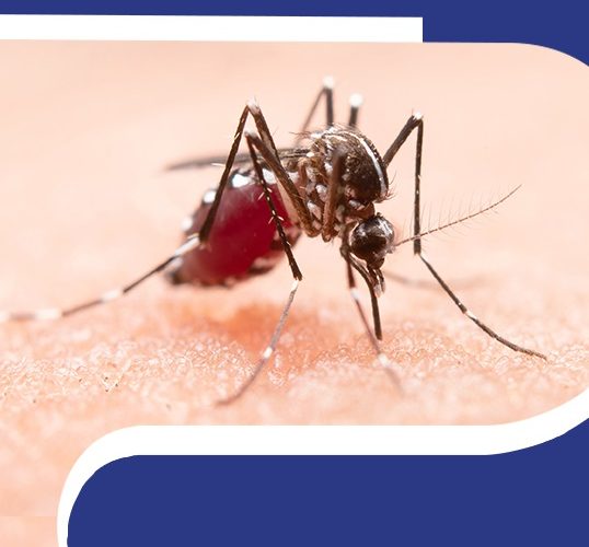 Understanding Malaria: Causes and Prevention