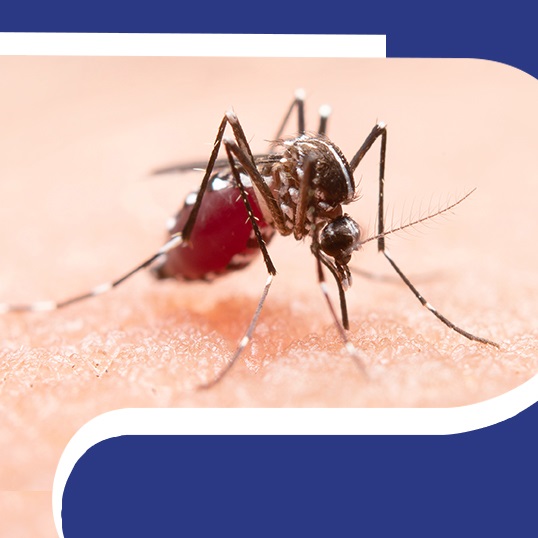 Understanding Malaria: Causes and Prevention